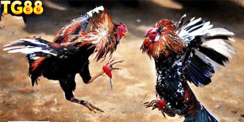 Luật chơi đá gà Thomo hôm nay trực tuyến