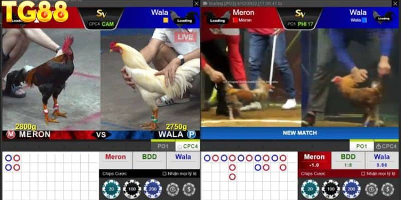 Quy trình chơi cược gà online tại Tg88